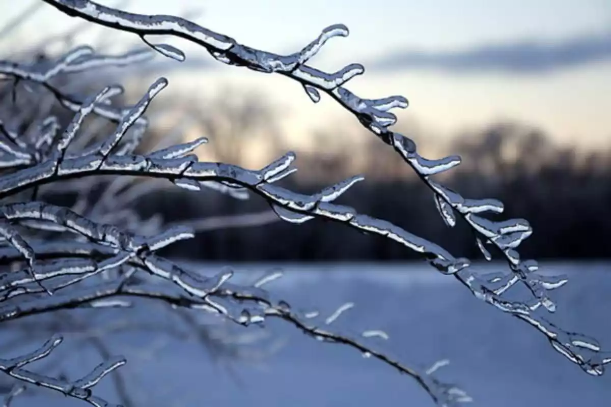 Imatge d'una branca d'arbre gelada