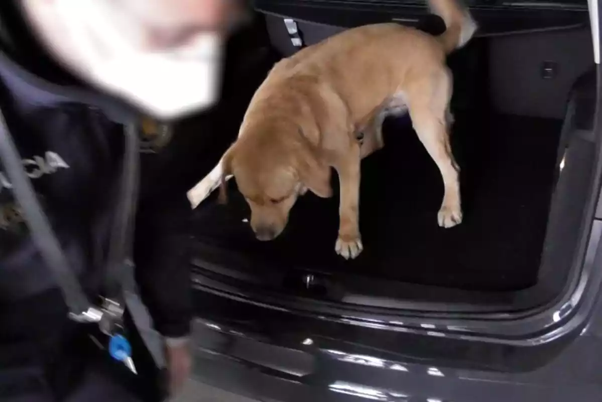 Un gos dels Mossos escorcollant el maleter d'un cotxe