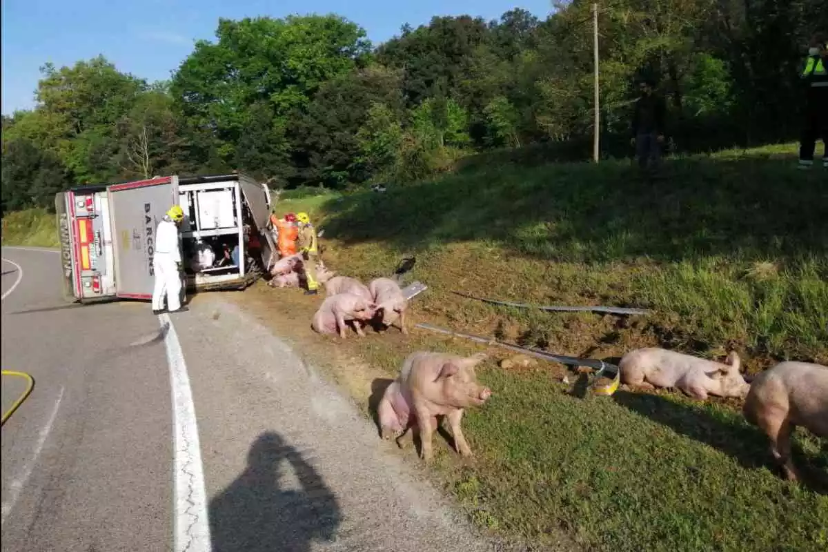 El camió accidentat a la C-63 a la Garrotxa transportava 160 porcs