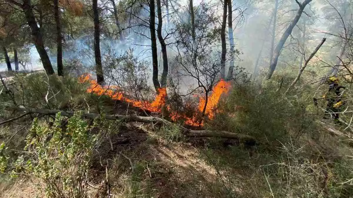 Incendi forestal a Móra la Nova
