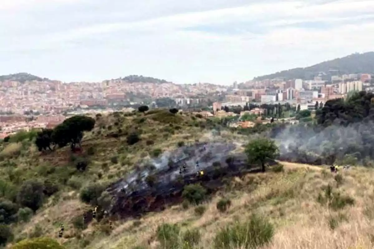 La zona cremada a la Serra de Collserola, a tocar de la carretera Alta de Roquetes, al barri de Canyelles