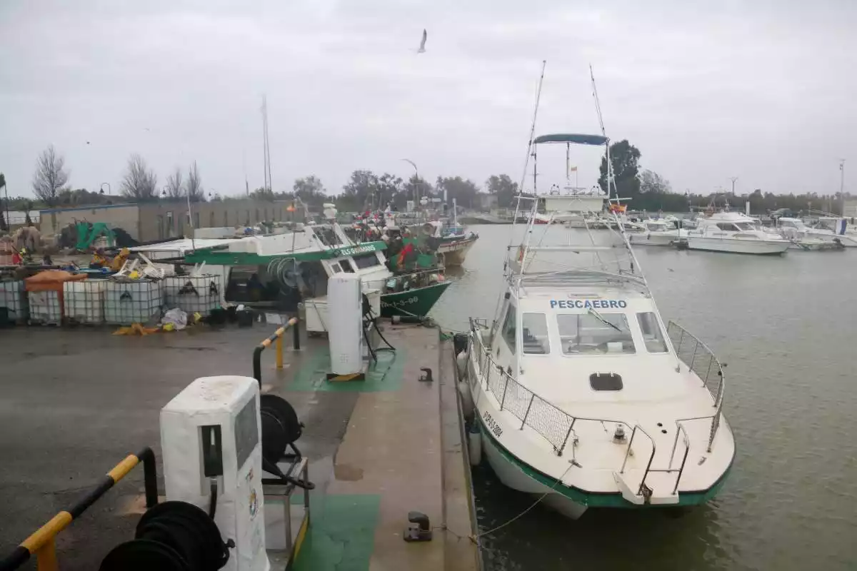 Pla general d'embarcacions de pesca amarrades al port de Deltebre