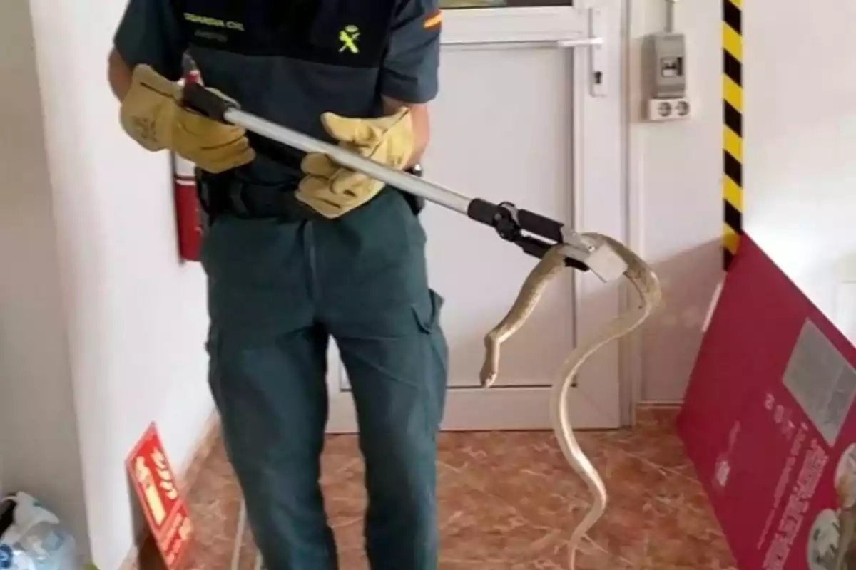 Un agent del SEPRONA de la Guàrdia Civil retirant la serp que va aparèixer a les oficines d'una empresa de Roquetes