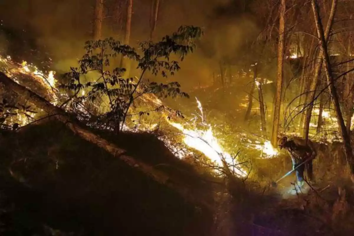 Imatge d'una zona boscosa incendiada gairebé per complet a l'incendi d'Alfarràs.