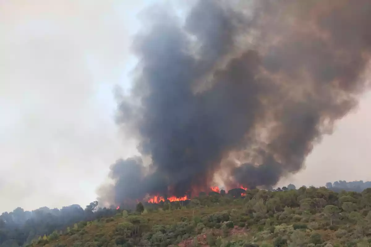 Flames i fum d'un incendi forestal a Martorell i Castellví de Rosanes el 13 de juliol del 2021