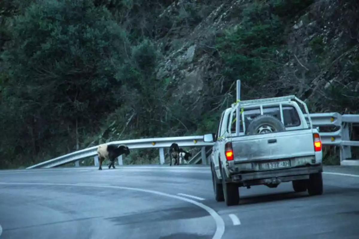 Imatge d'un vehicle blanc a la carretera aturat per unes cabres