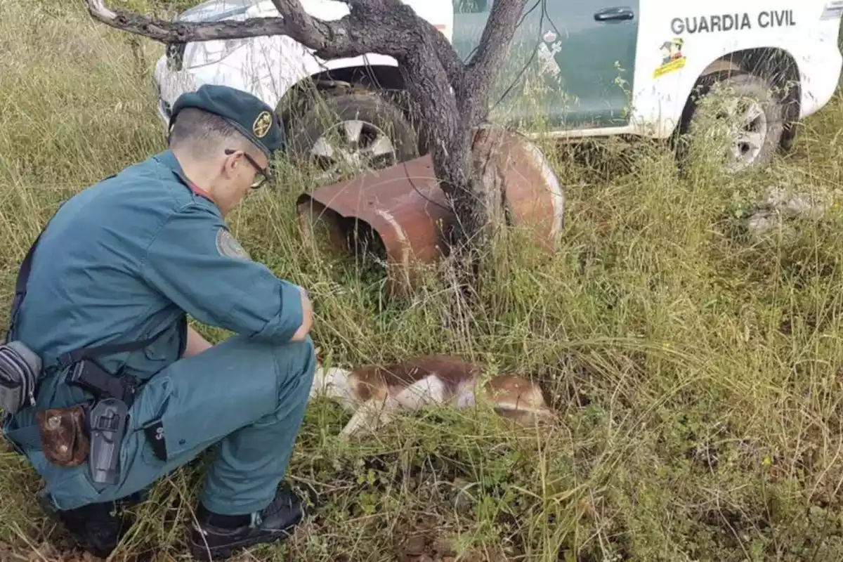 Un agent del Seprona rescatant un animal.