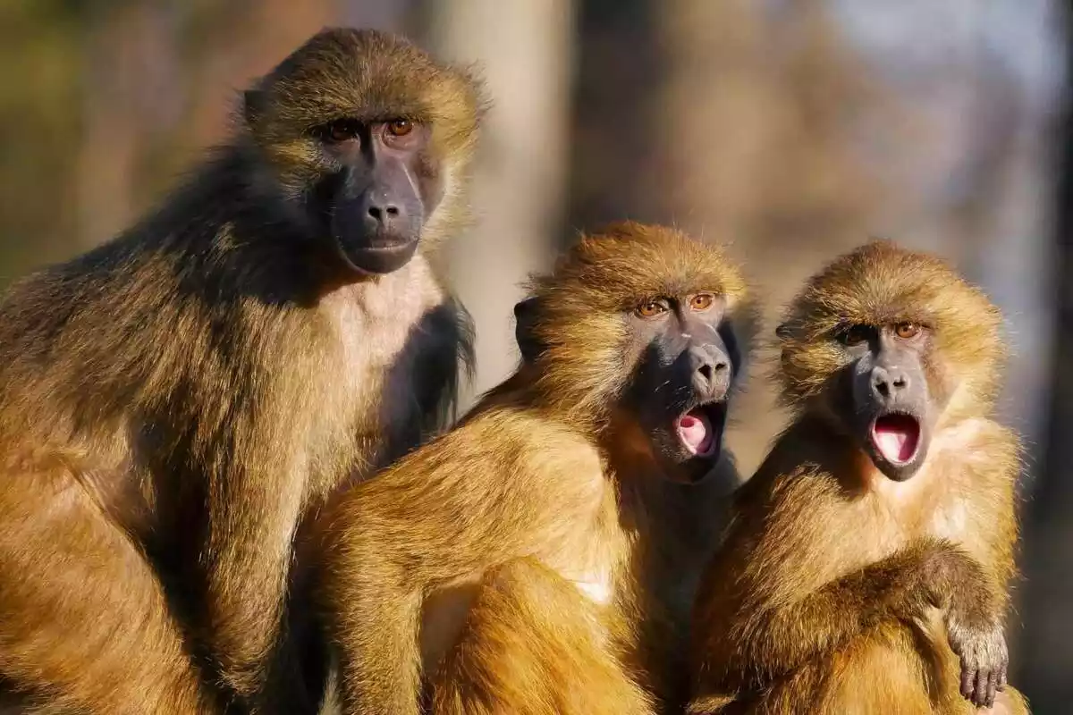 Un grup de 3 macacos
