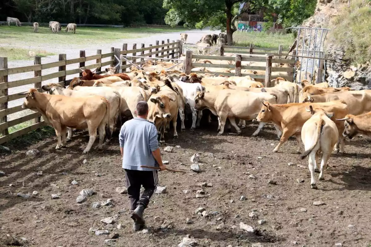 Imatge de recurs d'un ramader en un corral de vaques.