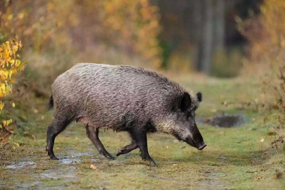 Imatge d'un porc senglar caminant
