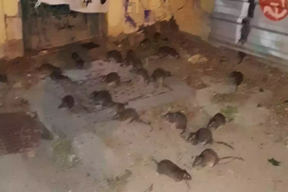Imatge d'una concentració de rates al barri del Poblenou de Barcelona