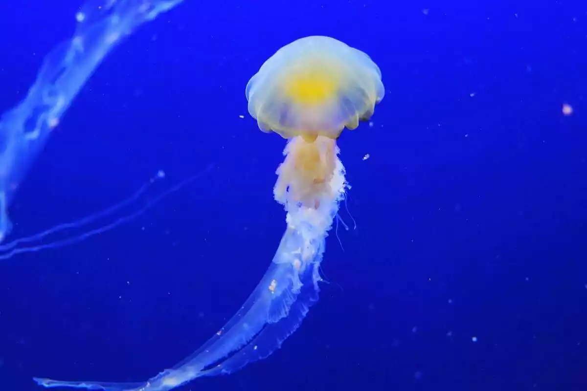 Una medusa al fons del mar