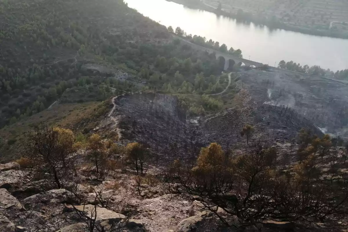 Vegetació afectada en l'incendi de la Pobla de Massaluca