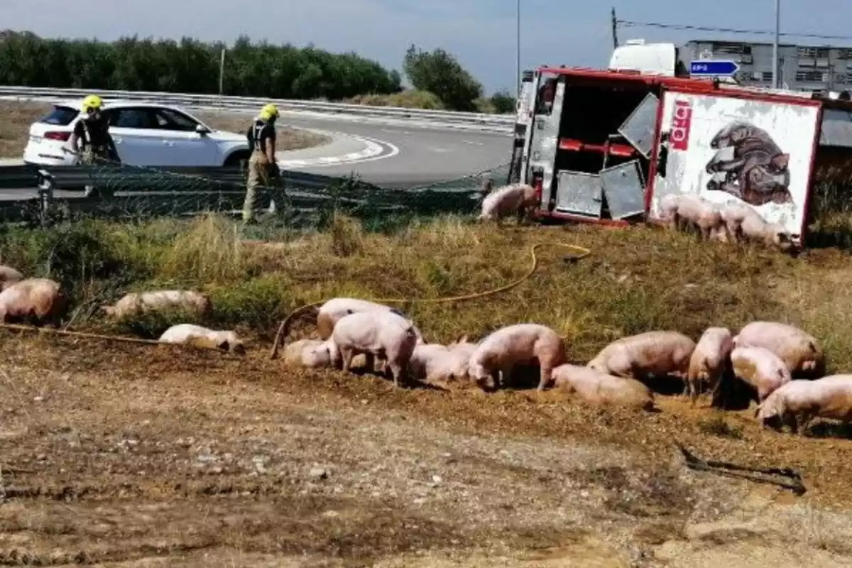 Imatge del camió de transport de porcs accidentat al Segrià