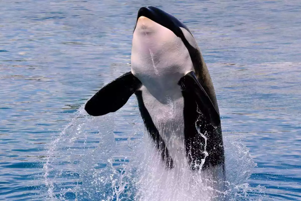 Imatge d'una orca saltant fora de l'aigua