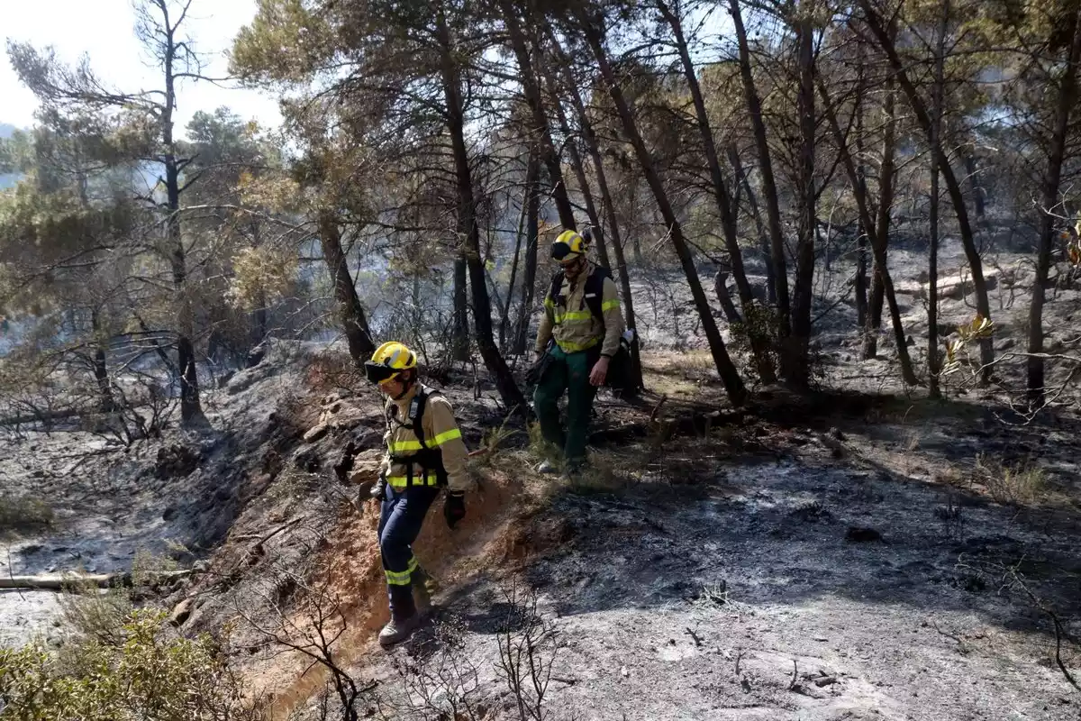 Pla obert de bombers treballant en l'extinció de l'incendi forestal de la Conca de Barberà