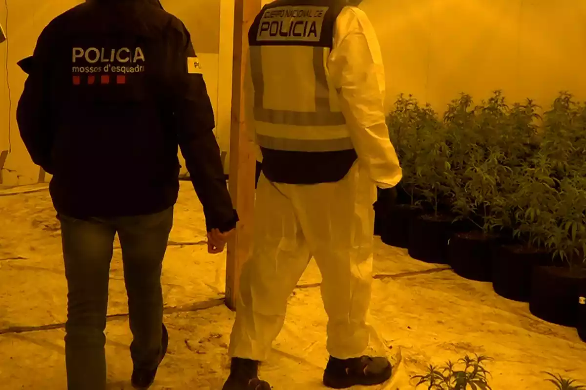 Agents dels Mossos d'Esquadra en una plantació de marihuana.