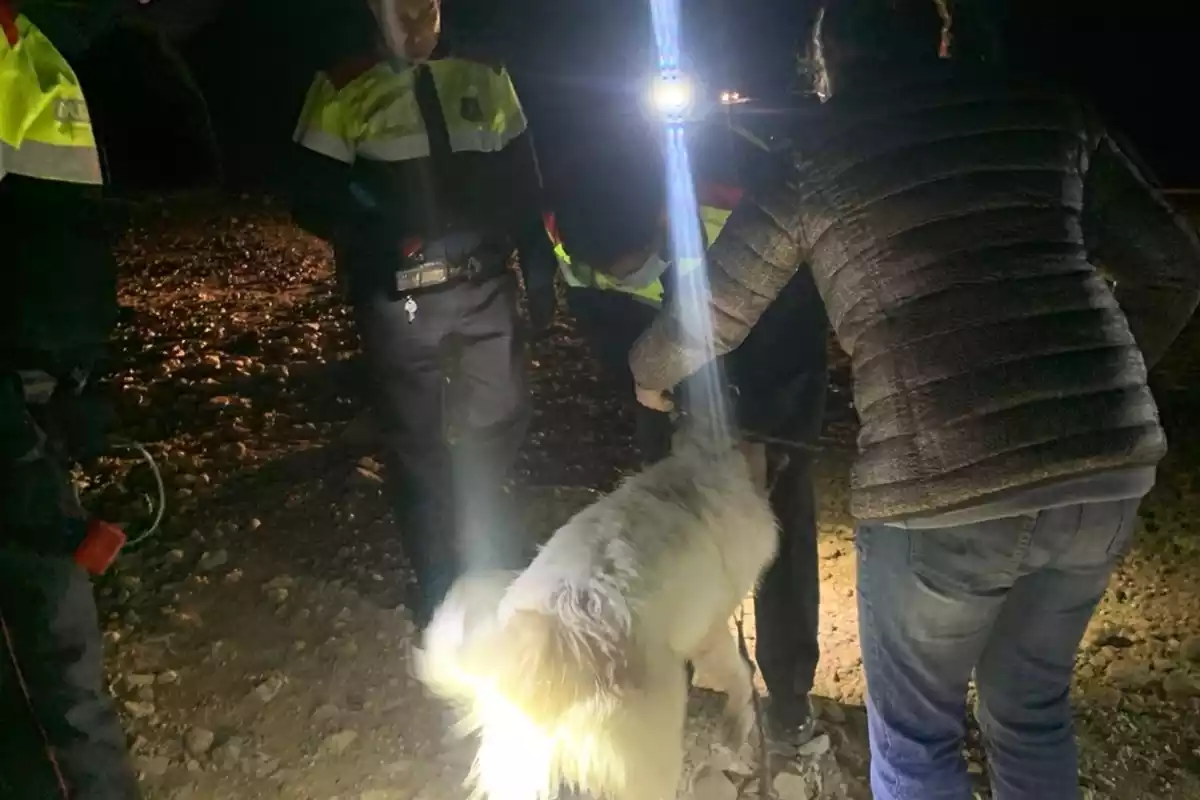 Troben un gos que havien robat en una presa a Tremp