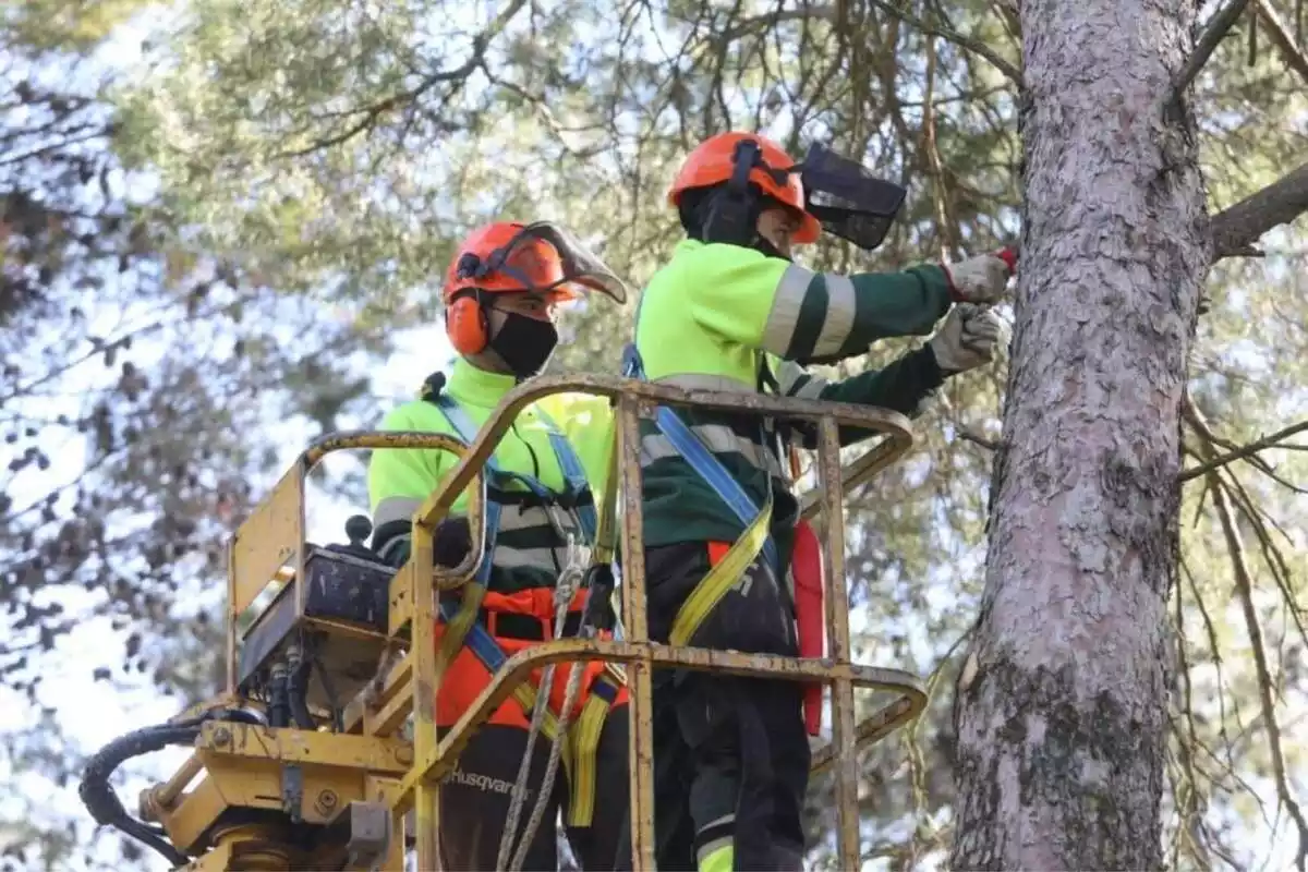 Imatge de dos treballadors podant un arbre