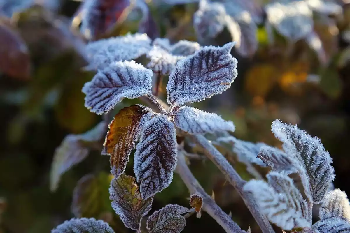 Imatge d'una planta gelada