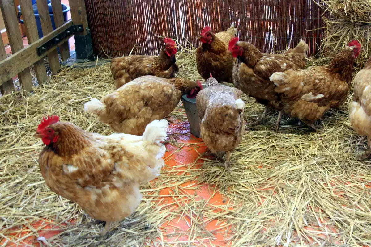 Un grup de gallines s'alimenta de gra al Mercat del Ram. Pla general. Imatge del 18 de març de 2016.