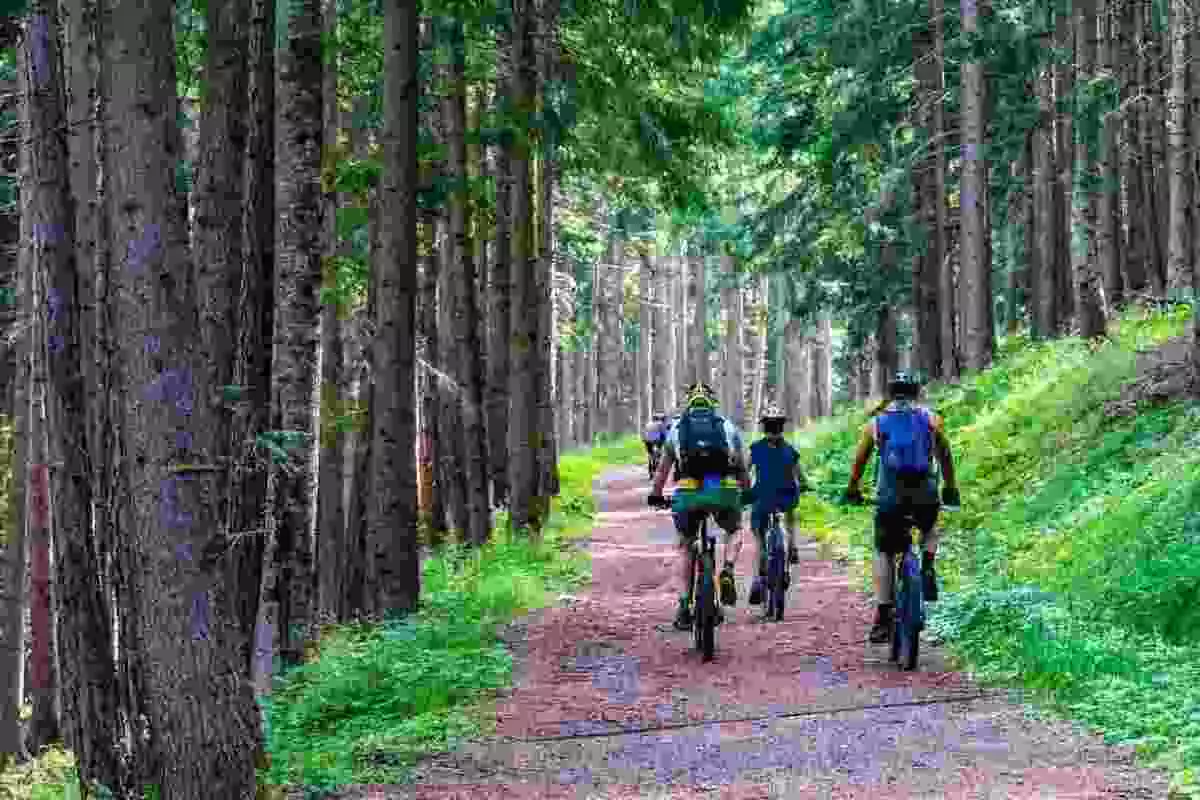 Imatge d'una família anant amb bicicleta per un bosc