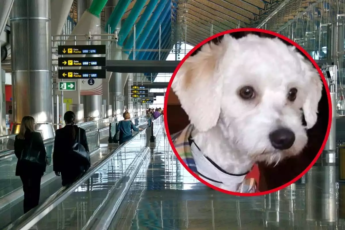 Muntatge gos Luno i un aeroport
