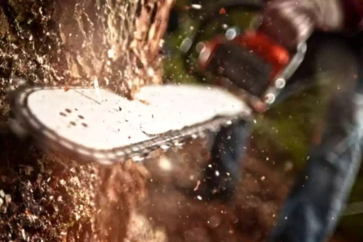 Detall d'una motoserra tallant un arbre