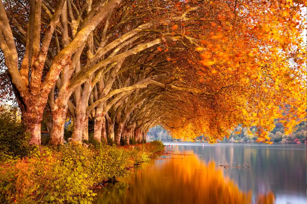 Imatge d'arbres amb tons grocs sobre un llac