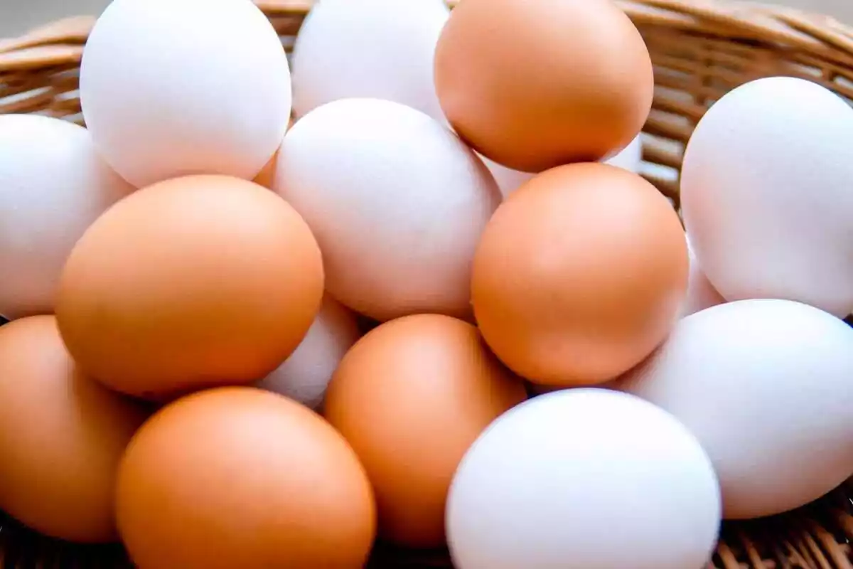 Imatge d'uns ous.
