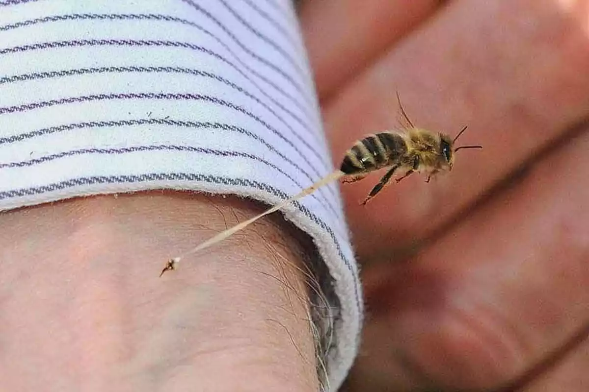 Picada de vespa