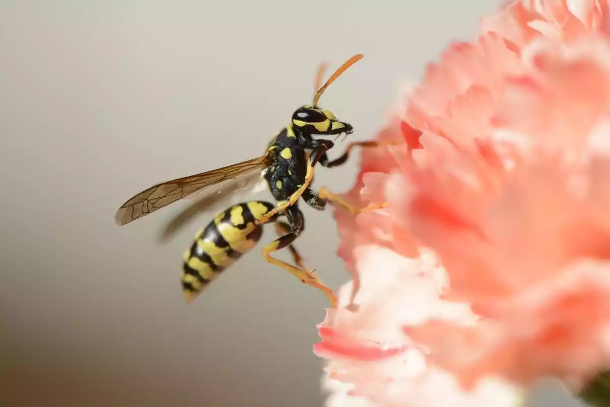 Una vespa sobre una flor
