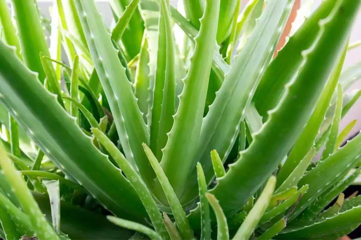 Aloe Vera