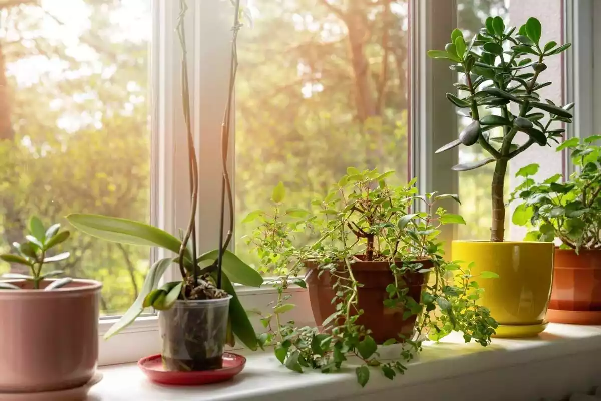 Diverses plantes al costat d'una finestra