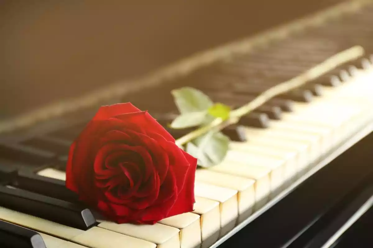 Fotografia d'una rosa sobre un teclat d'un piano