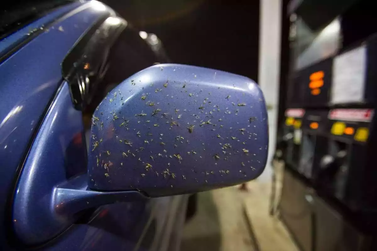 Imatge del retrovisor d'un cotxe ple de taques de mosquits.