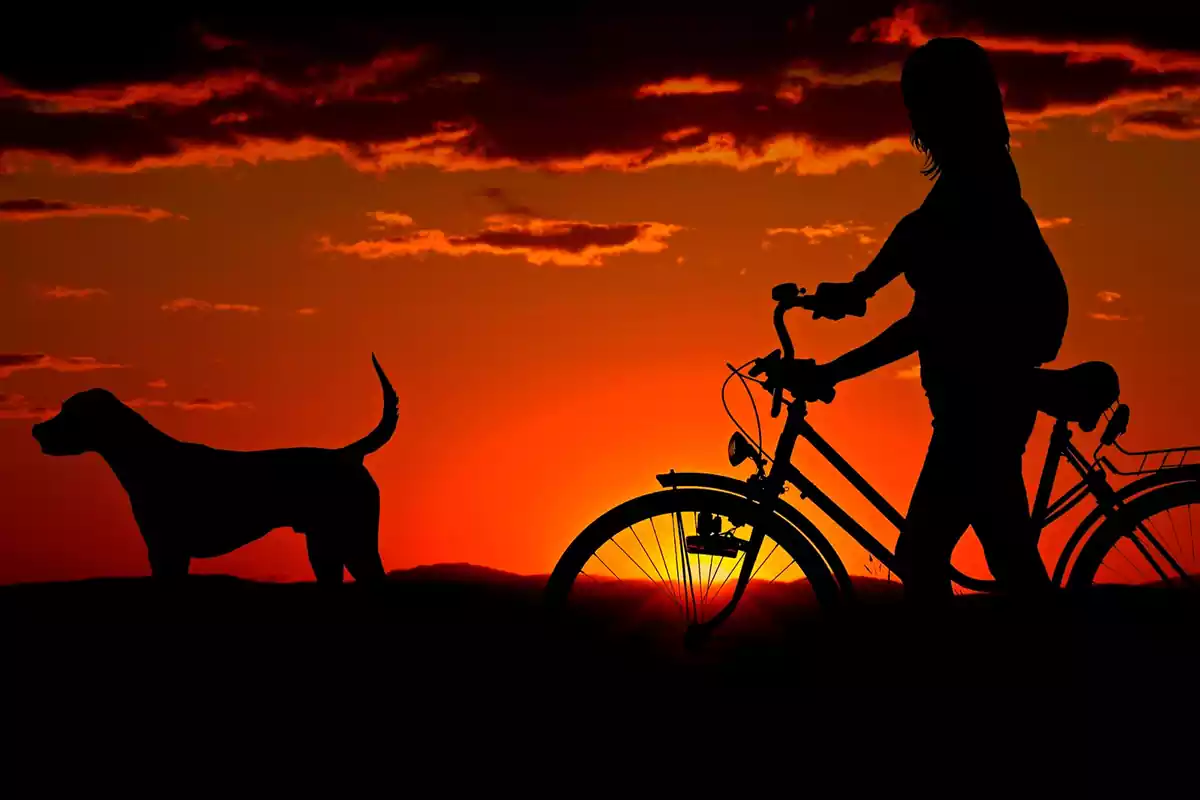 Imatge d'un ciclcista passejant de nit amb un gos