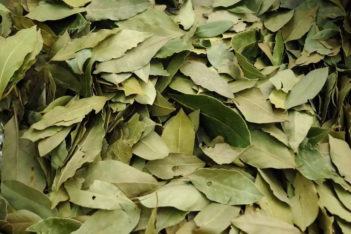imatge d'un munt de fulles verdes seques de llorer