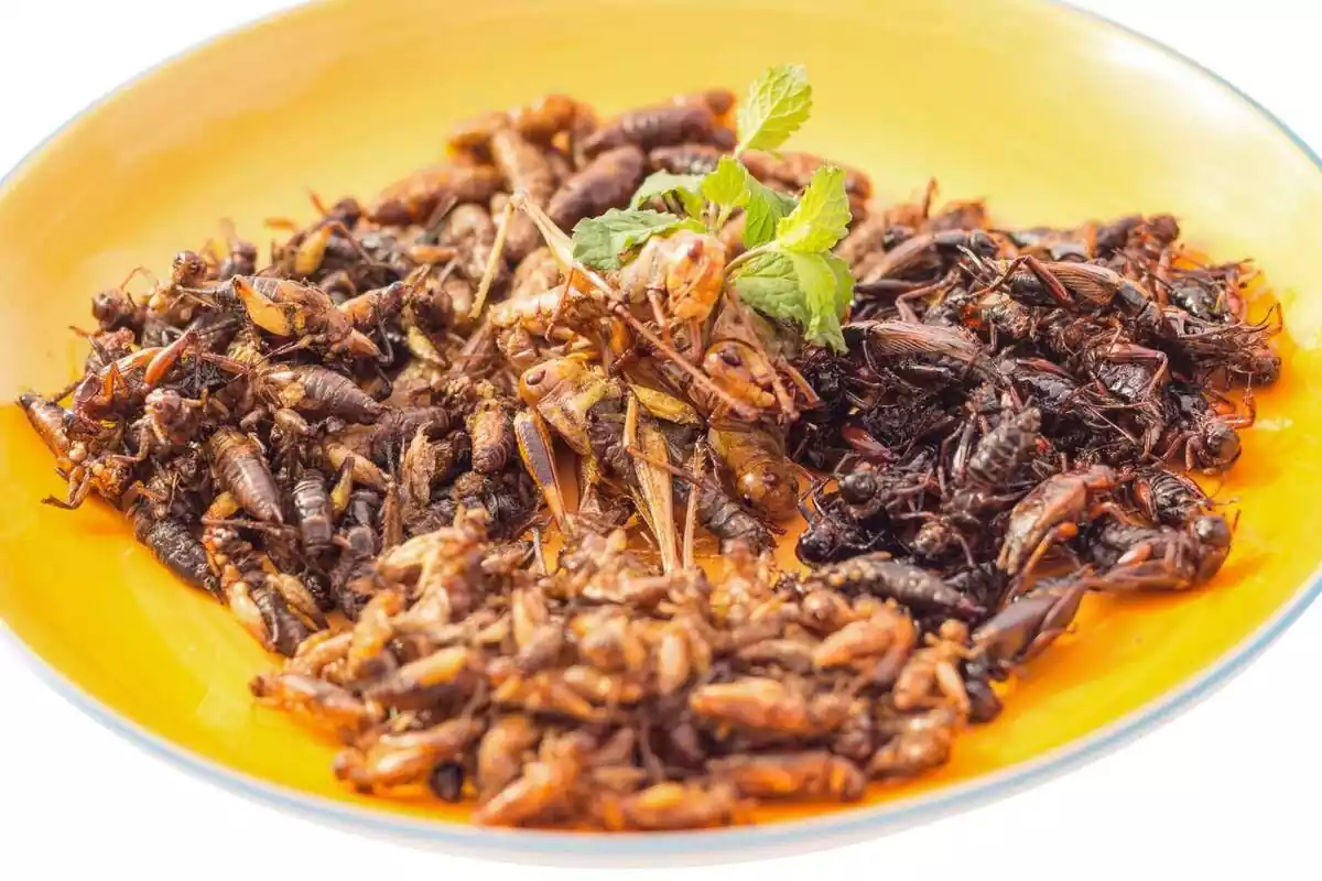 plat amb insectes fregits