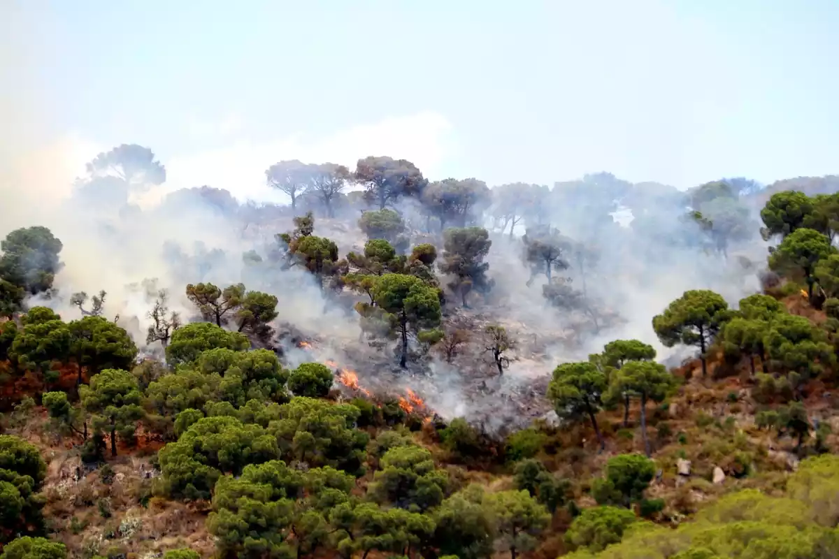 Flames a l'incendi de Castell d'Aro