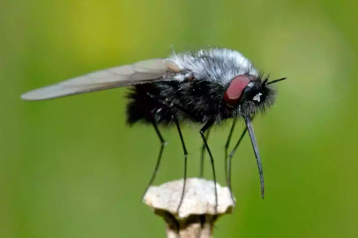 Imatge d'una mosca negra
