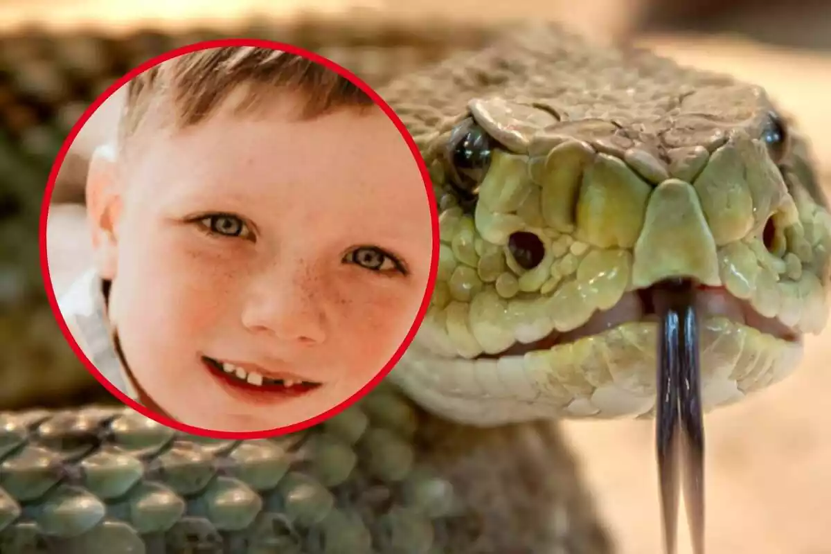 Muntatge del nen mort i d'una serp de cascavell