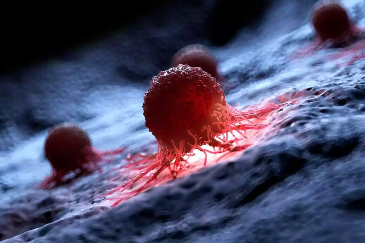 Foto de cèl·lules canceroses.