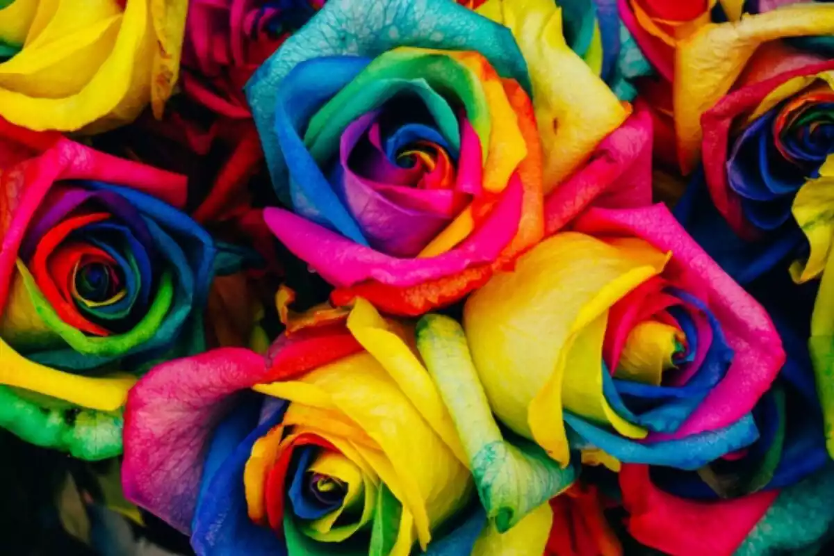 Foto d'unes roses de molts colors.