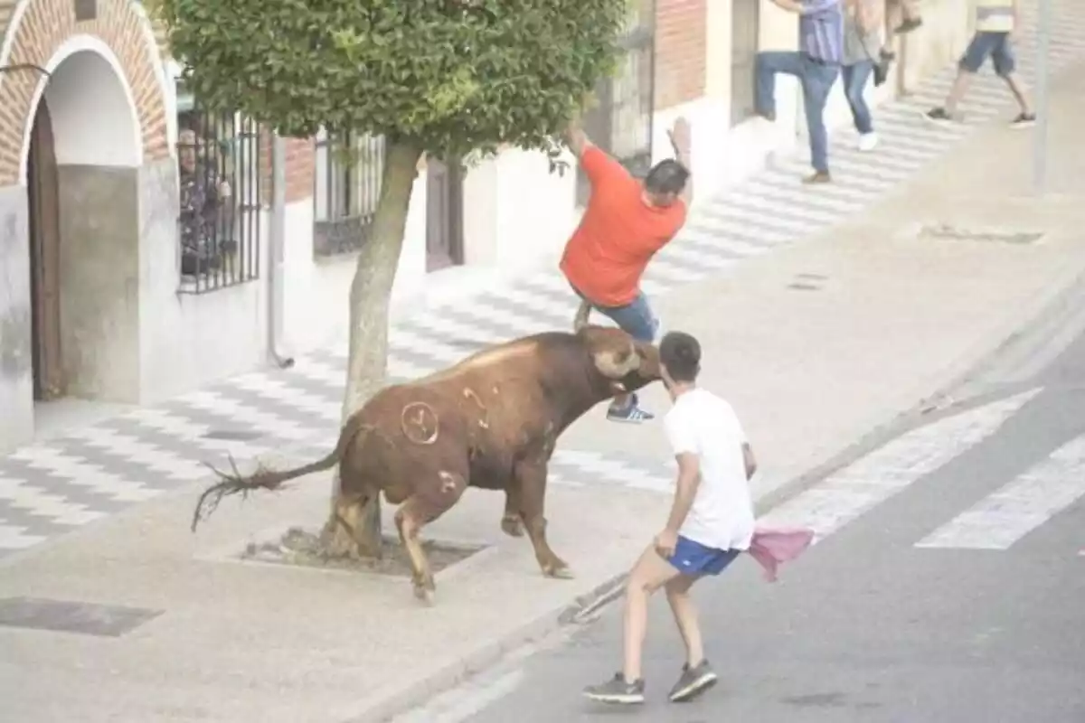 Imatge d'un home escapant d'un bou a punt d'agafar-lo a La Seca