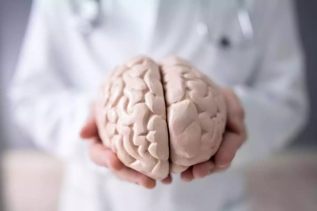 Foto d'un metge amb un cervell humà de plàstic a les mans.