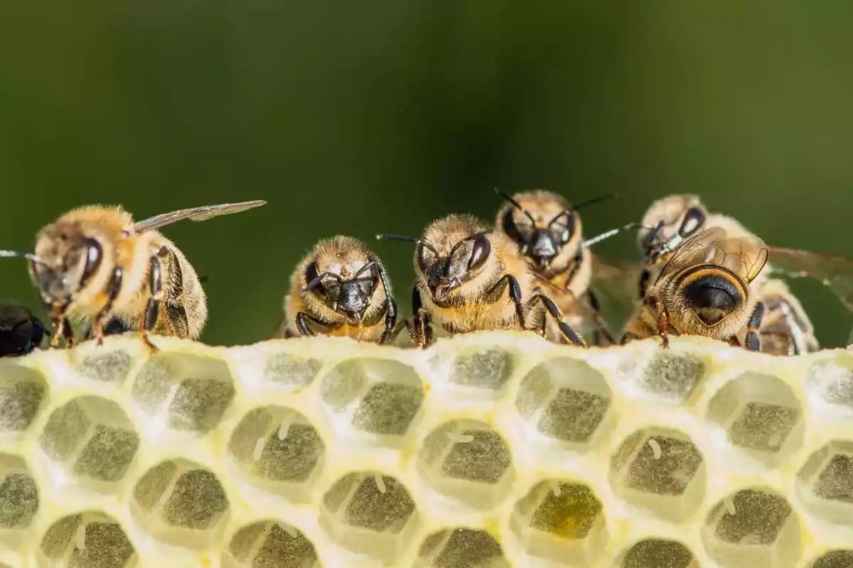 6 abelles en línia sobre rusc