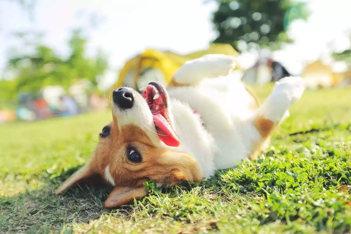 Imatge d'un gos estirat panxa amunt ben feliç