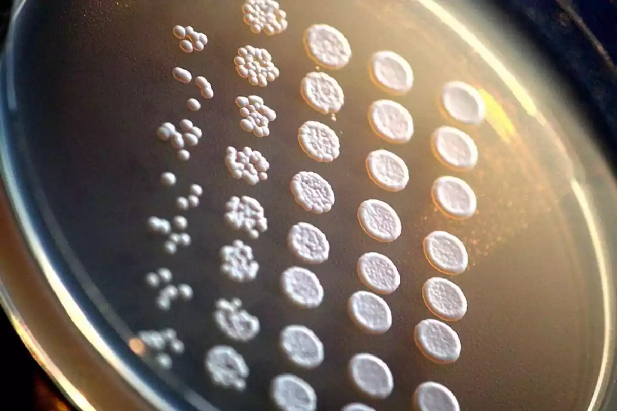 Imatge del llevat Saccharomyces cerevisiae sobre una placa de microscopi