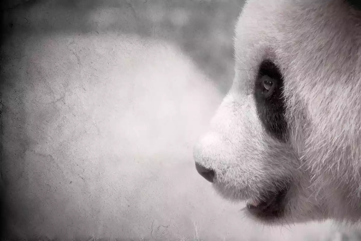 Un ós panda de perfil